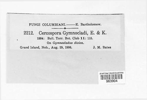 Passalora gymnocladi image